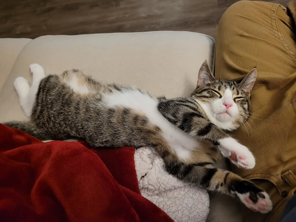 Cute cat sleeping